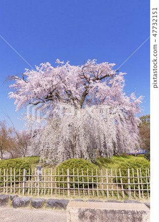 Gion's weeping cherry tree Kyoto Maruyama park Kyoto cherry blossom view Spring's Kyoto sightseeing 47732151