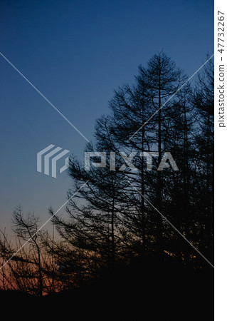 Silhouette of the forest Silhouette of the forest 47732267