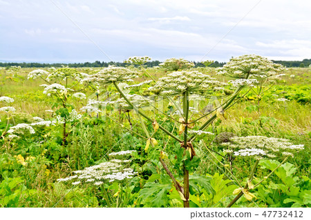 Heracleum blooming in field 47732412