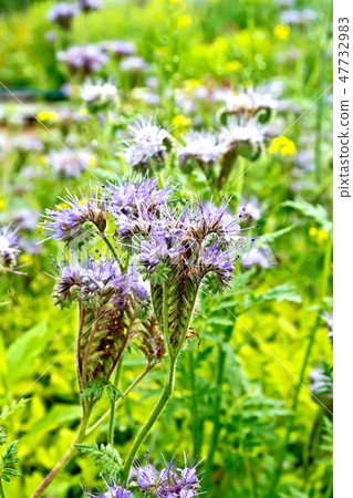 Phacelia blooming on background of grass 47732983