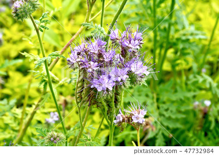 Phacelia blooming on background of green grass 47732984