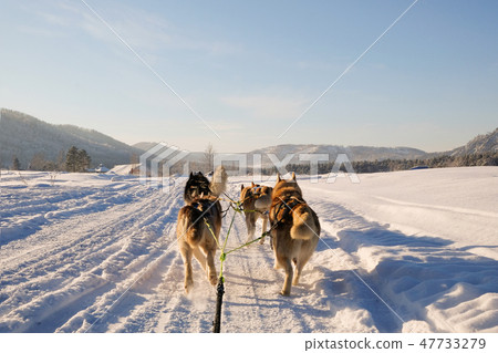 Husky dog sledge. Cute husky sledding dog. Husky dog sledge. Cute husky sledding dog. 47733279