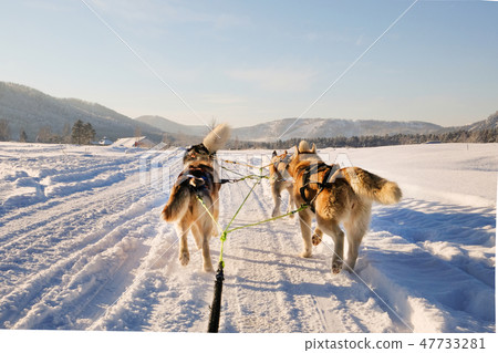 Husky dog sledge. Cute husky sledding dog.  47733281