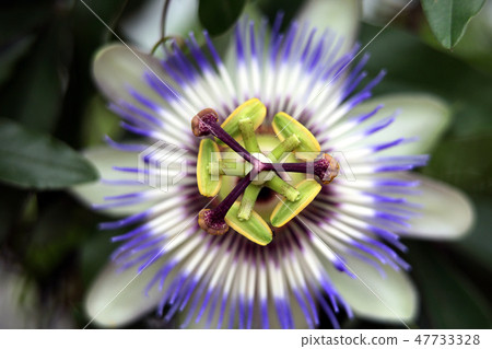 Clock flower, dicotyledonous plant, violet neck, clock flower, perennial grass, 47733328