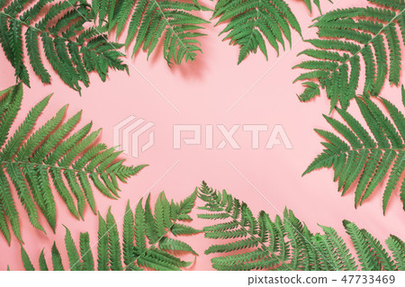 Border leaves of fern on pastel pink. Top view, copy space. Summer background. Border leaves of fern on pastel pink. Top view, copy space. Summer background. 47733469