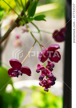 Male and female flowers of Goyo Akebei Male and female flowers of Goyo Akebei 47733537