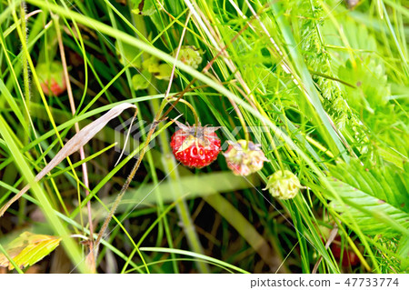 Strawberries ripe in the grass Strawberries ripe in the grass 47733774