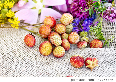 Strawberries with flowers on old burlap Strawberries with flowers on old burlap 47733776