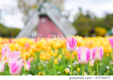 Tulip Tulip 47734077