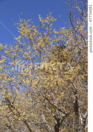 Flower of Nagaoka Hozu and Rubai Flower of Nagaoka Hozu and Rubai 47734981