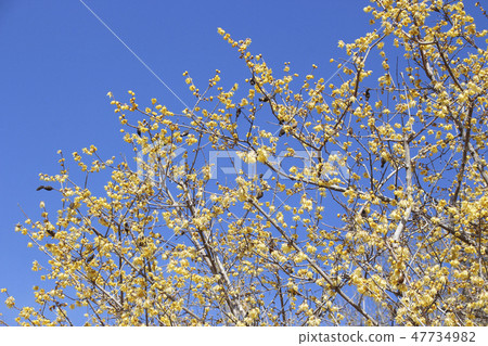 Flower of Nagaoka Hozu and Rubai 47734982