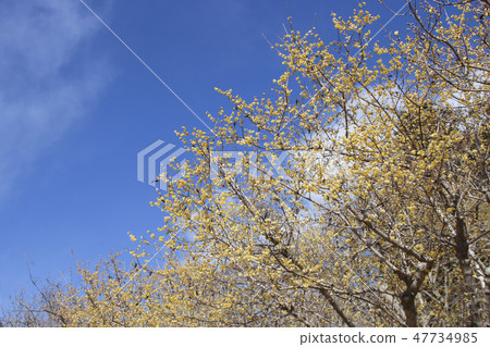 Nagaoka Hozu和Rubai花 Nagaoka Hozu和Rubai花 47734985