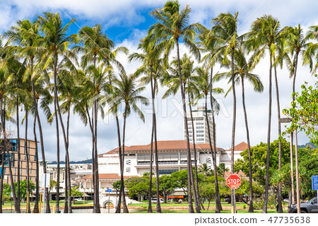 "Hawaii" Palm trees in Ala Moana Park · Oahu Island 47735638