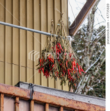 Hanging red chilli on wooden wall Hanging red chilli on wooden wall 47735689