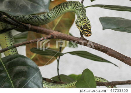 Close up green snake or Chrysopelea ornata on tree Close up green snake or Chrysopelea ornata on tree 47735890