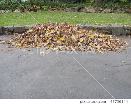Mountain of fallen leaves collected in the roadside (front) 47736144