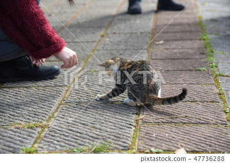 路邊的小貓 路邊的小貓 47736288