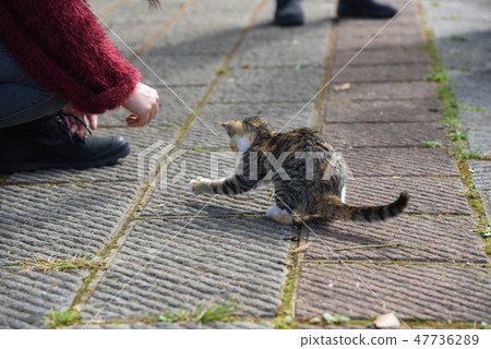 Roadside kitten 47736289