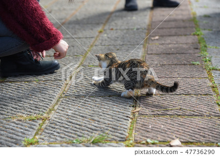 路邊的小貓 47736290