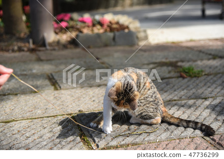 路邊的小貓 路邊的小貓 47736299