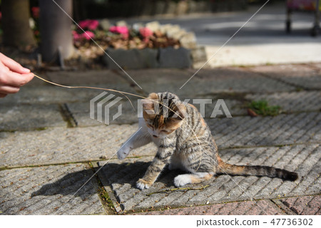 路邊的小貓 路邊的小貓 47736302