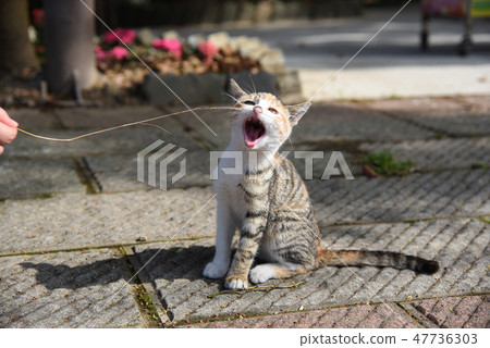 Roadside kitten 47736303