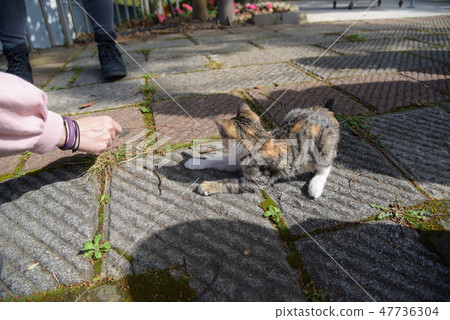 Roadside kitten 47736304