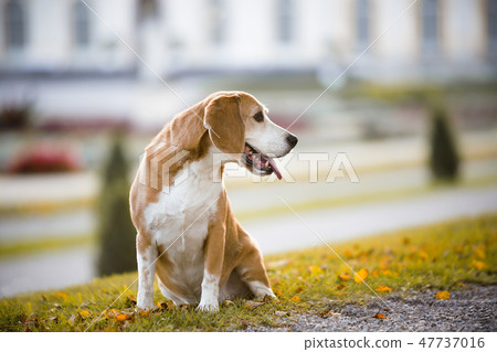 Portrait of a beagle dog Portrait of a beagle dog 47737016