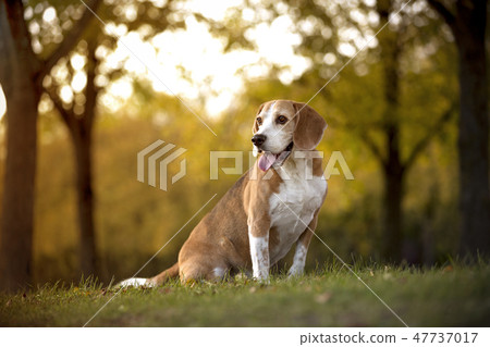 Portrait of a beagle dog Portrait of a beagle dog 47737017
