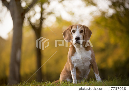 Portrait of a beagle dog Portrait of a beagle dog 47737018