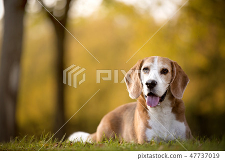 Portrait of a beagle dog 47737019