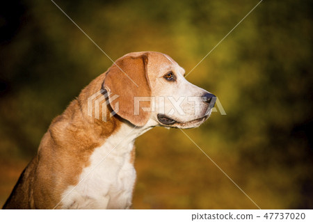 Portrait of a beagle dog Portrait of a beagle dog 47737020