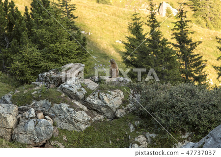 Alpine marmot between flowers 47737037