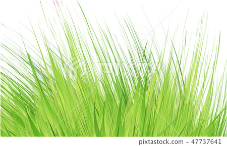 Grass Border , Vector Illustration Grass Border , Vector Illustration 47737641