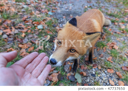 european red fox (vulpes vulpes) 47737650