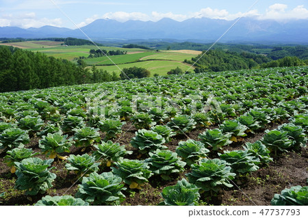 美姬Shiki Ayanooka 47737793