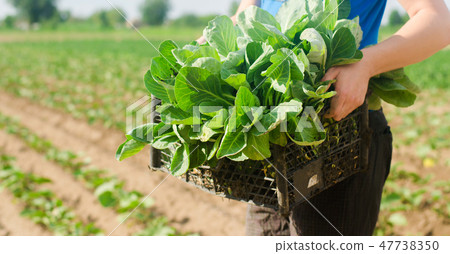 the farmer is holding cabbage seedlings the farmer is holding cabbage seedlings 47738350