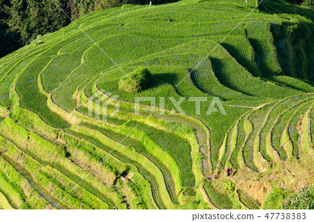 Longsheng rice terraces landscape in China Longsheng rice terraces landscape in China 47738383