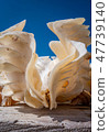 Beautiful big sea shell opened 47739140