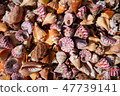 Lots of beautiful shells 47739141