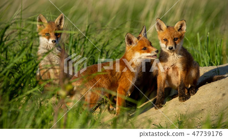 Red fox small young cubs near den curiously watching around Red fox small young cubs near den curiously watching around 47739176