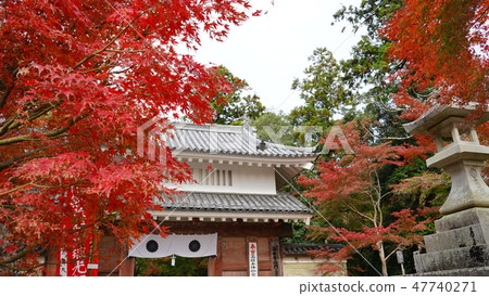 油山寺廟秋葉 油山寺廟秋葉 47740271