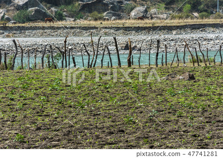 Potato field on the river Bank. Potato field on the river Bank. 47741281