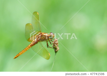 Shoyu dragonfly (immature · male) Shoyu dragonfly (immature · male) 47741506