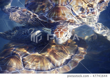 MEXICO YUCATAN CANCUN WATERTURTLE 47741644