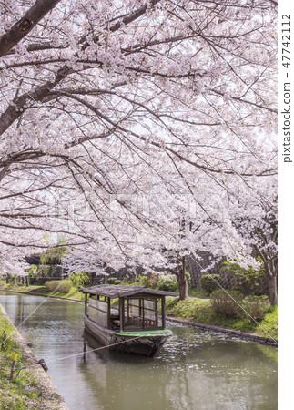 一排櫻花樹在京都伏見,一個櫻花觀賞勝地,一個著名的櫻花盛開的地方,春天的京都,伏見菊國文 一排櫻花樹在京都伏見,一個櫻花觀賞勝地,一個著名的櫻花盛開的地方,春天的京都,伏見菊國文 47742112