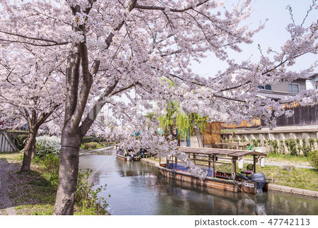 Cherry blossom trees in Fushimi, Kyoto; Cherry blossoms and the Uji River; Cherry blossoms and a sake brewery; Kyoto's famous cherry blossom spots; Fushimi Jikkokubune; 100 views of Kyoto 47742113