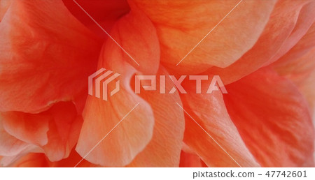 Hibiscus rosa-sinensis 47742601