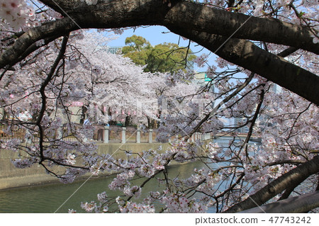 福岡中央公園的櫻花 47743242