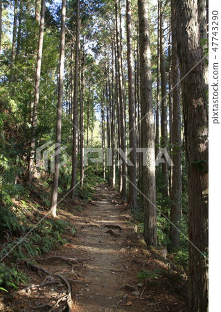 Kumano Kodo (Naka-kaido) 47743290